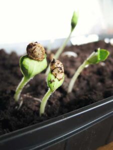 Seed Starting Image